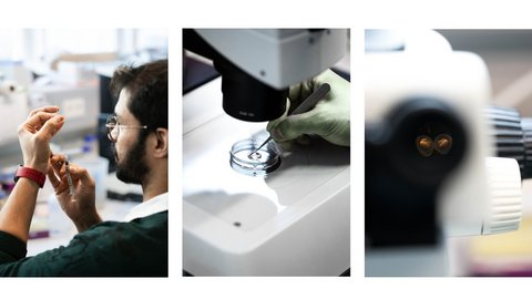 Männlicher Forscher transferiert mit der Spritze Zebrafisch-Embryos in eine Petrischale und positioniert sie im Wasser. Der Blick durch das Mikroskop zeigt zwei Fisch-Embryos. 