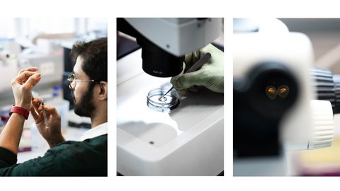 A male researcher uses a syringe to transfer zebrafish embryos into a petri dish and places them in the water. A look through the microscope reveals two fish embryos.
