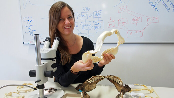 Female researcher holds huge jaw of a tiger shark in her hand