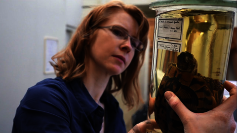 Turtles as climate archives? (Katharina Streit)