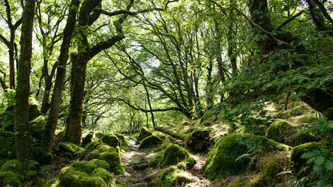 Primeval forest with lots of moss