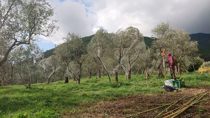 Olive groves with trees covered in nets