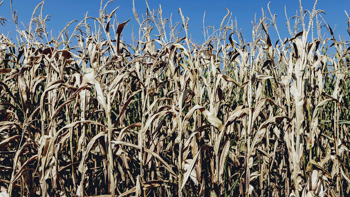 Dried-out cornfield