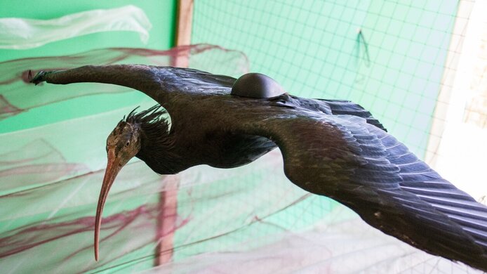 Flying bald ibis in the wind tunnel
