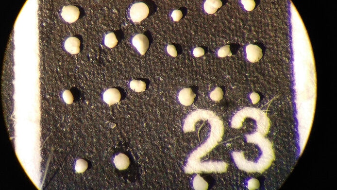 Kalkschalige Mikrofossilien unter dem Mikroskop