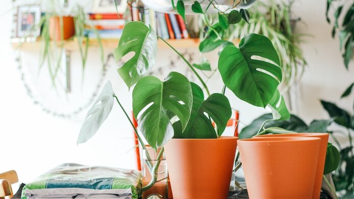 Houseplants on a table