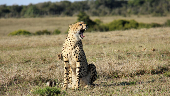 Gepard in der Savanne