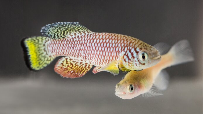 The small turquoise killifish, also popular for aquariums, with its distinctive yellow fins.