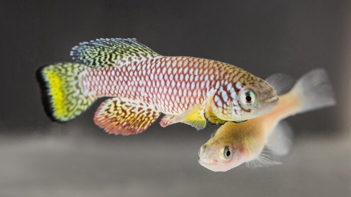 Der kleine auch für Aquarien beliebte Türkise Killifsch mit seinen markanten gelb gefärbten Flossen