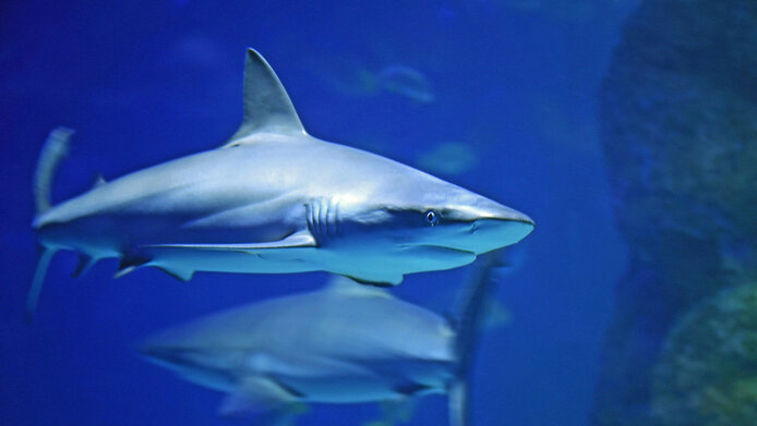 A shark in the ocean waters of Australia