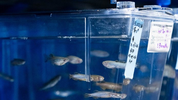Kleine Zebrafische in einem Wassertank eines Labors