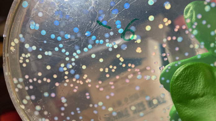 Rainbow-colored gut bacteria in a petri dish.