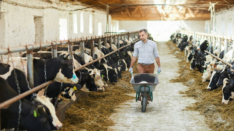 Farmer in the barn of a large cattle farm