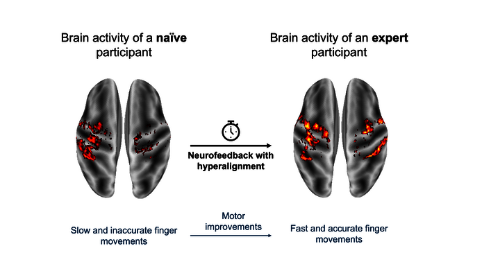 Image of two brains in comparison: brain activitiy of amateur and expert