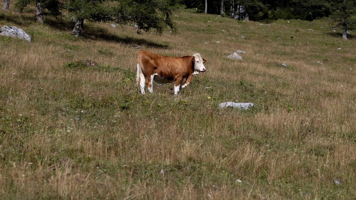 A brown-and-white-spotted cow stands in a parched alpine meadow