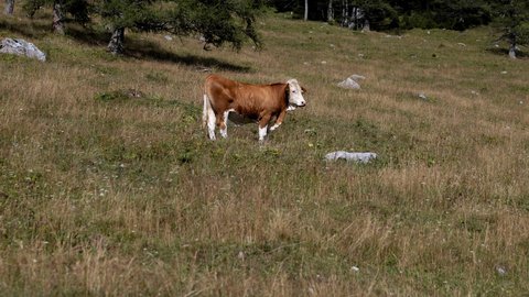 A brown-and-white-spotted cow stands in a parched alpine meadow