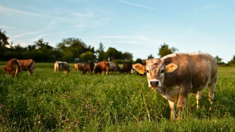 Cows—Brown Swiss—in a pasture