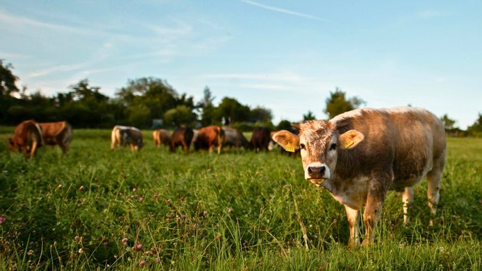Cows—Brown Swiss—in a pasture