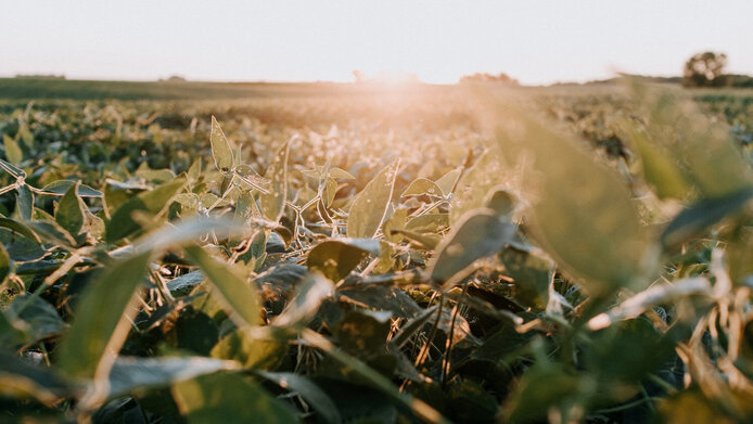 Field with soy beans