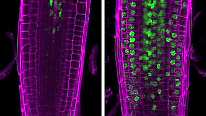 The green markers in the fluorescence microscopy image show that immune defence genes have been activated in various root cells of Arabidopsis thaliana.