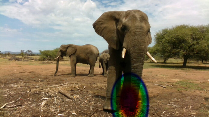 Elephant in Afrika