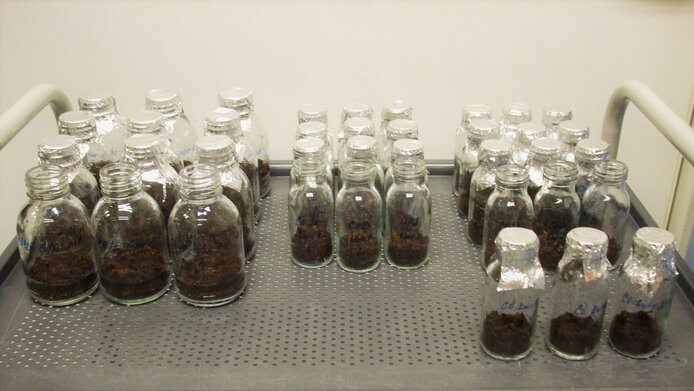 Samples of peat soil 