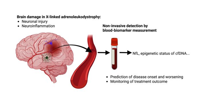 Illustration shows how biomarkers for X-ALD can be detected 