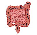Human intestine
