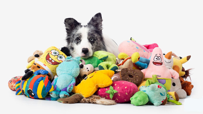 Border Collie with loads of different dog toys.