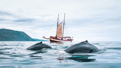 Bei einer Whale-Watching-Tour in Island tauchen zwei Buckelwale auf. 