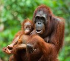 Orangutan mit Baby 