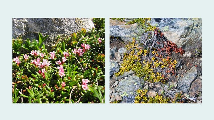 The chamois heath on the left side of the north-facing slope is in bloom, while on the south-facing slope, the leaves show heat-related damage.