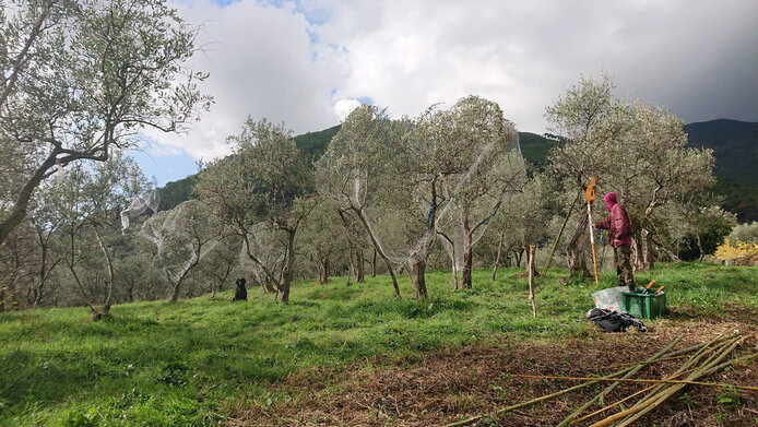 Olivenbäume mit Netzen verhüllt