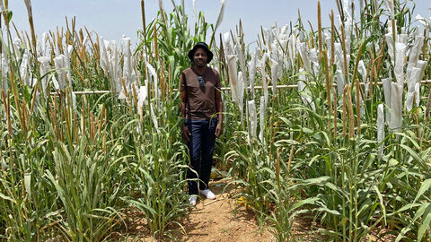 Junger Forscher in einem Getreidefeld für Versuche im Senegal, Afrika 