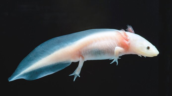 Axolotl