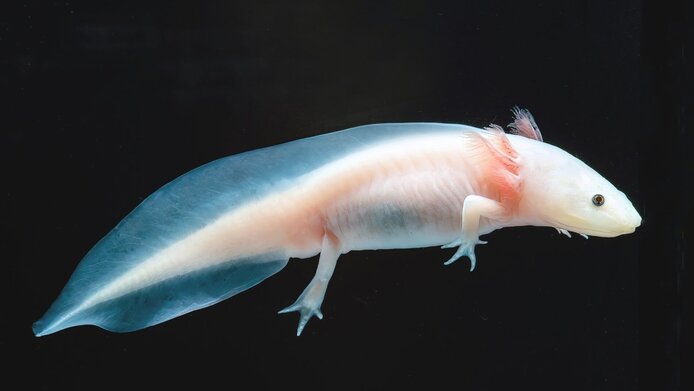 Axolotl - a tail amphibian 