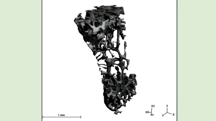 Vertebral body of a lab mouse imaged in a micro-CT scanner.