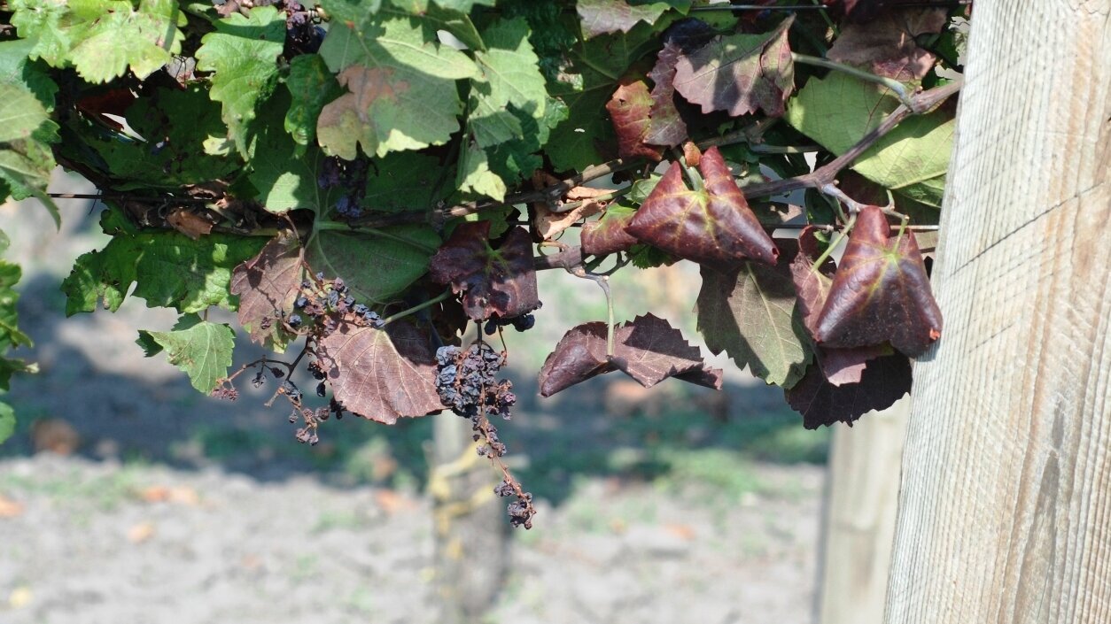 Vine pest is genetically variable - scilog