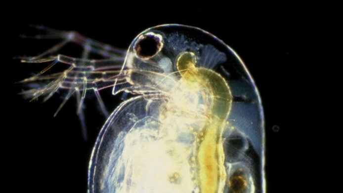 Daphnia pulex