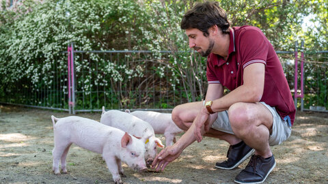 Tierforscher Jean-Loup Rault streichelt Schweine