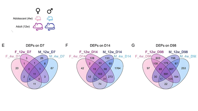 Graphical representation of an analysis of proteins altered by nerve injury