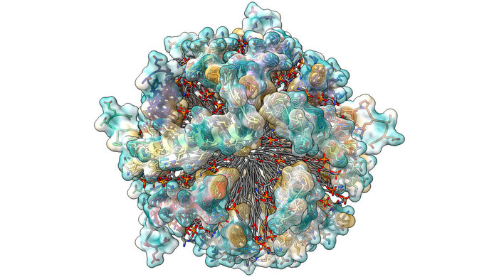Grafische Darstellung eines Peptids in der Interaktion mit der Membran eines Kolibakteriums