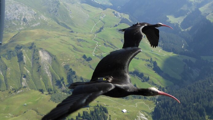 Flying Bald Ibis with GPS data loggers on his back