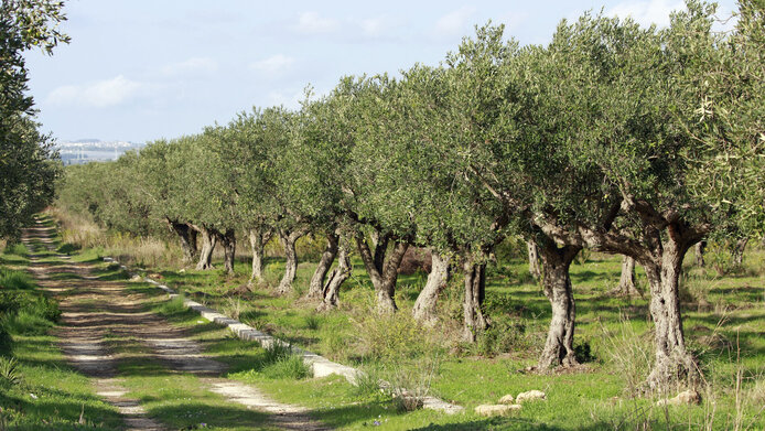 Olivenhain in Hanglage in der Toskana