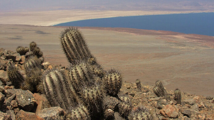 Kakteen der Gattung Copiapoa in der chilenischen Atacama-Wüste