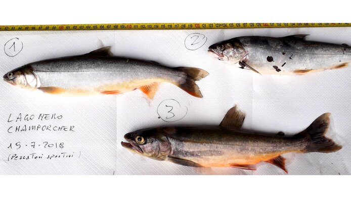 Arctic char in three different sizes, removed from mountain lakes and growing to a length of up to one meter. 