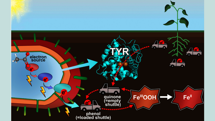 Grafic illustration of elextron shuttling in soils 