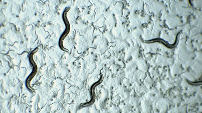 Nematodes (caenorhabditis elegans) in the microscope
