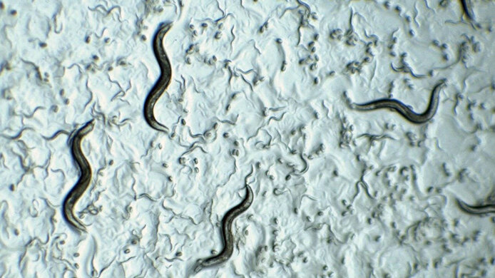 Mikriskopische Aufnahme von Fadenwürmern (Caenorhabditis elegans)
