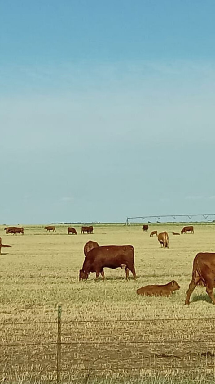 A typical picture of the grazing- and farmland at the USMARC: cows, calves, pivot irrigators. 